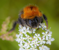 SEPTEMBER Tema "Tett på" Vinner bildet "Natura meravigliosa" er fotografert av Jon Forberg.